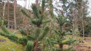 Pinus aristata borovice osinatá