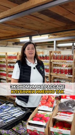 Как сэкономить на рассаде клубники? РАССАДА ФРИГО!