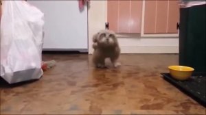 СУПЕР ПРИКОЛЫ COUB за ОСЕНЬ 2016 Best Coub | Выпуск #103