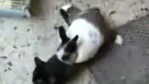 кот и кролик прикол