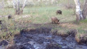 Кабаны (мамки) с поросятами