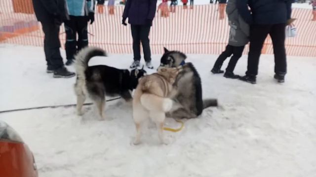 Веселые хаски: видио прикол 2019 смотреть онлайн