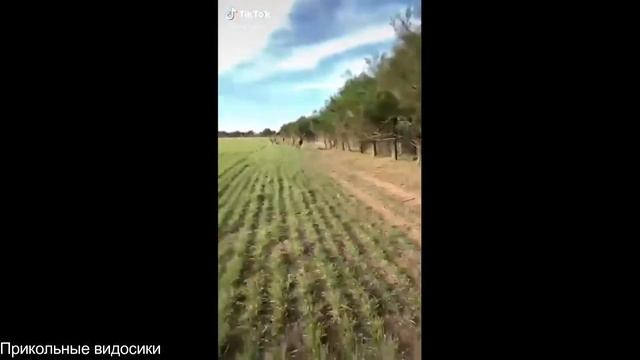Подборка прикольных видео/Прикольные видосики#51