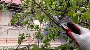 Обрезка запущенных деревьев после цветения.