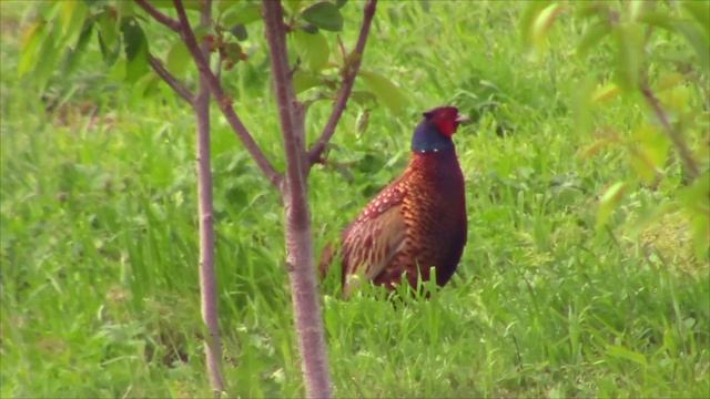 2025-04-29_Дикий фазан пришёл в гости. смотреть онлайн