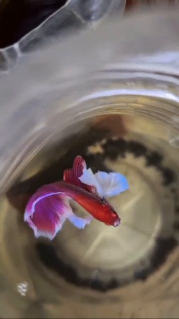 Betta fish 😍❤️ | Top Betta | Betta Fish | смотреть онлайн