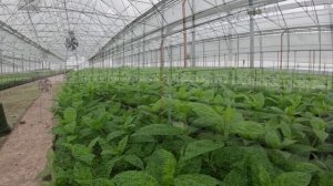 Садовый Центр