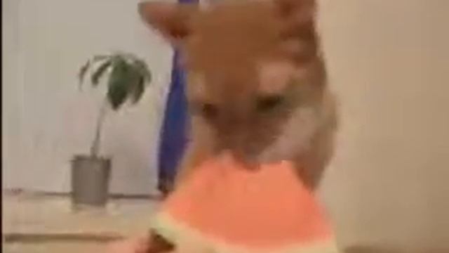 Кот ест арбуз, Новые Приколы, Шутки, Смешные ролики Юмор! Прикол! Смех смотреть онлайн