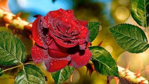 🎵Сегодня день День Твоего Рождения🎵 💐с Днем Рождения!💐