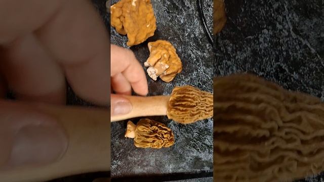 Строчки, сморчки и про грибы. А вы такие собираете?