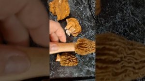 Строчки, сморчки и про грибы. А вы такие собираете?