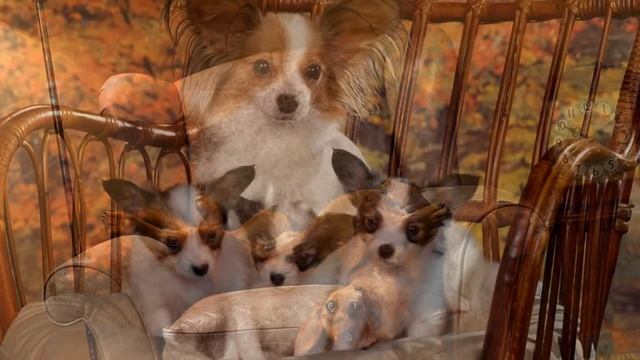 Милейшие собачки в креслах показ слайдов 2015! смотреть онлайн