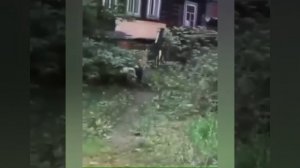 Кулгили прикол