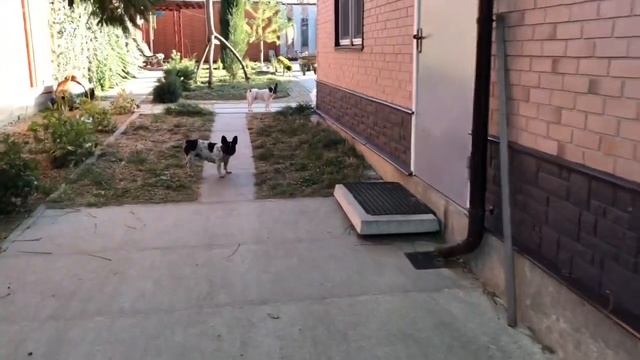 Спасение богомола Мурсика... смотреть онлайн