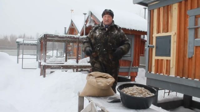Самое полезное зерно для кур несушек. Какую зерносмесь готовить для лучшей яйценоскости