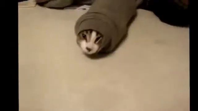 Кошки приколисты 2 смотреть онлайн