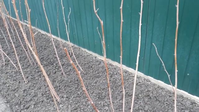 Важная обработка малины весной от болезней вредителей. смотреть онлайн