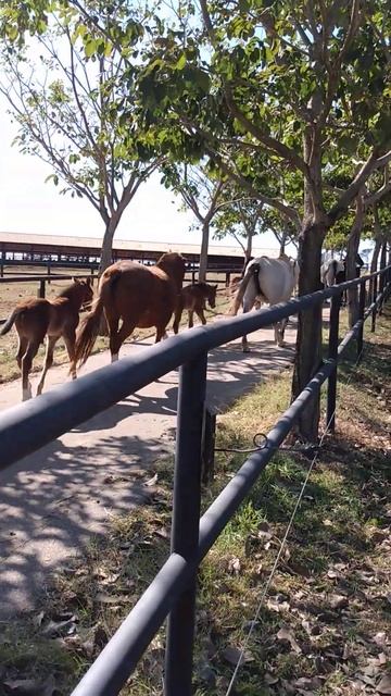 Lindos Animais do Ana Dantas Ranch - Suporte Rural Consultoria смотреть онлайн