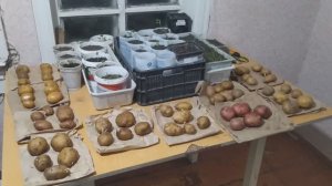 Пришла посылка с семенным картофелем от Лукшина Александра "Ельниковский сад"