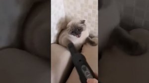 Кот срет в рот хозяину