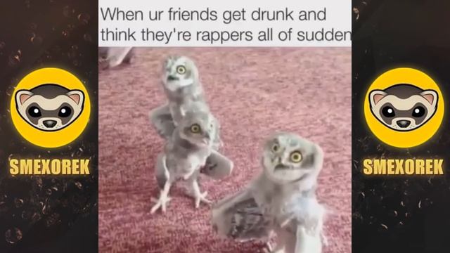 Танцующие совы Dance Owl Vine Video 1