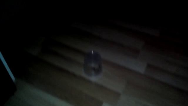 Кот воитель и ЧОКНУТЫЙ ПАКЕТ. прикол. смотреть онлайн