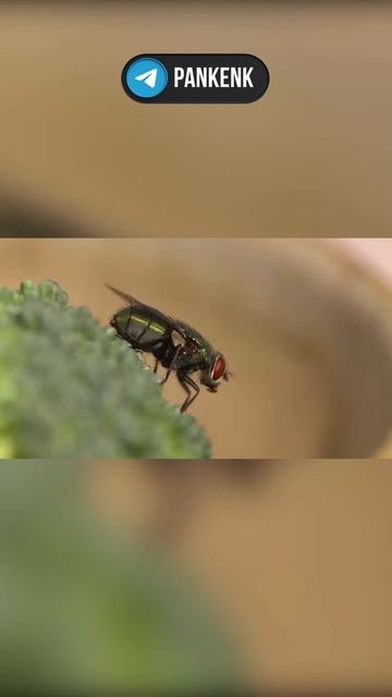 Размах крыльев этой мухи достигал 50 сантиметров shorts