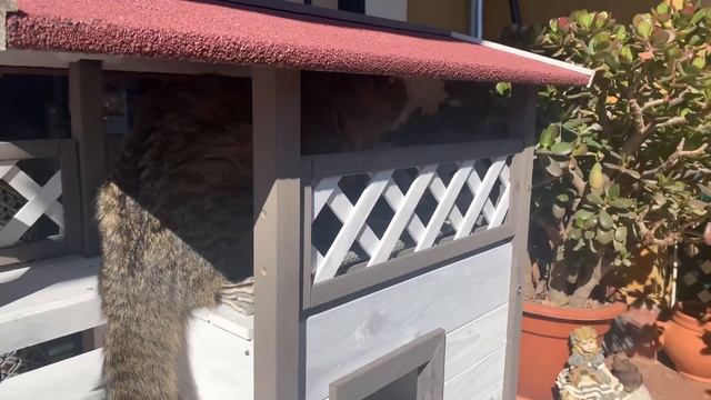 Не кот, а профессор 😂 (Katya Ru) смотреть онлайн