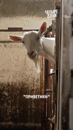 Девочки, ваши бородки просто супер!