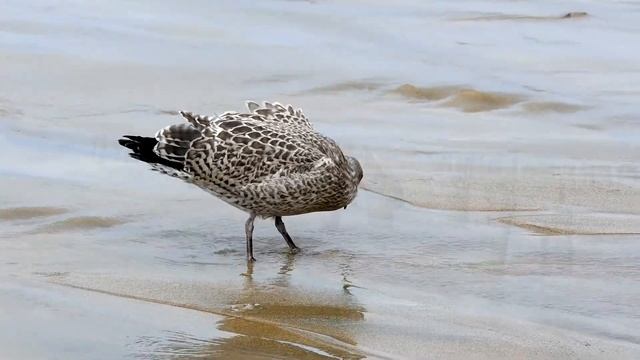 Нежная музыка, Успокаивает нервную систему и Радует Душу смотреть онлайн