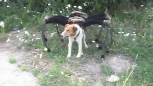 собака паук мутант птицеед фокстерьер прикол пранк