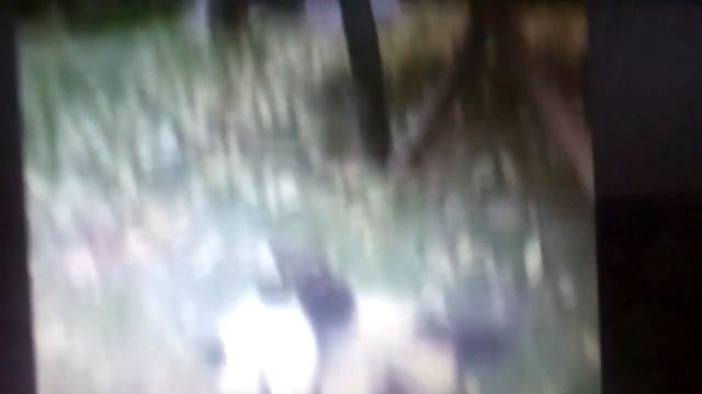 панды приколы смотреть онлайн