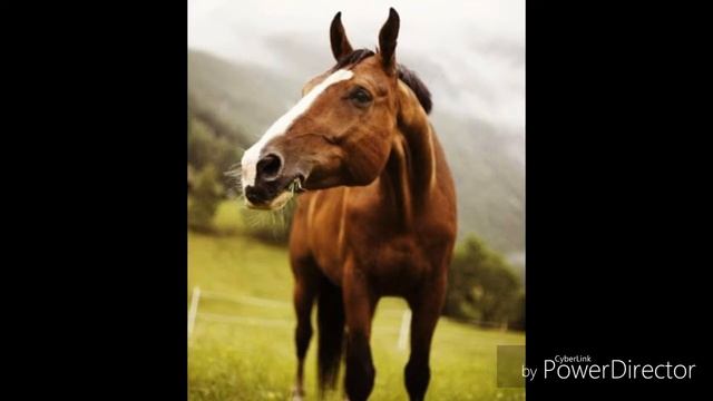 Красивые лошади смотреть онлайн