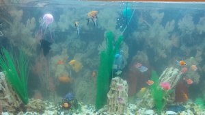 Аквариум с рыбками