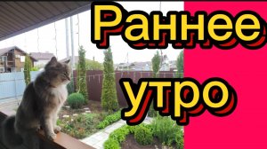 РАНЕЕ УТРО. 🌲🌺🕊