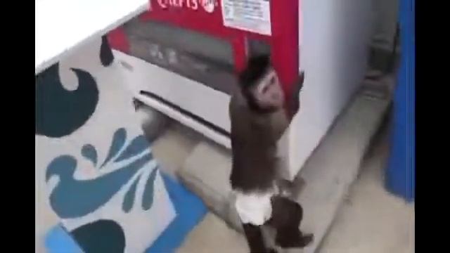 Умная обезьянка Прикол!