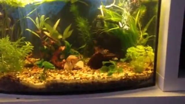 Барбусята смотреть онлайн