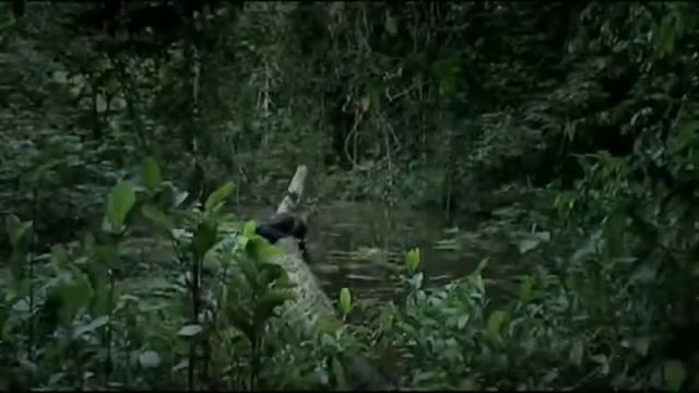  Приколы с животными очень смешно это надо видеть   YouTube