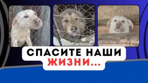 Они ждут вашей помощи!