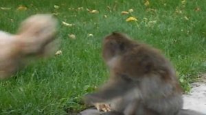 Прикол обезьяна и собака