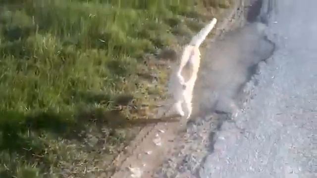 Котенок (прикол) смотреть онлайн