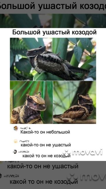 козодой а может и нет мем мемас прикол комикс жиза козодой