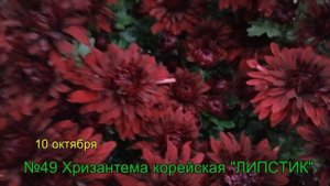 №49 Хризантема корейская ЛИПСТИК  10 октября 2023