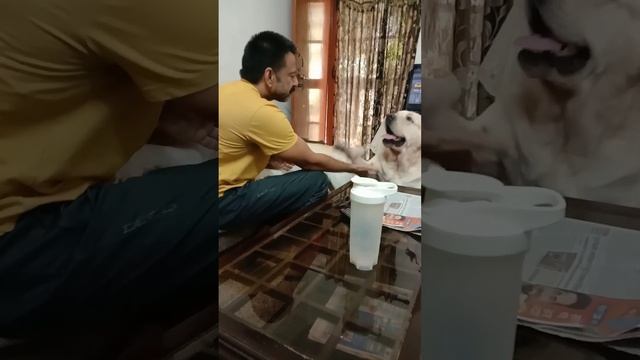 rocky and Simba se papa ne kya promise Kia 🐾💝#pets #dogs #labrador #labradorretriever #youtubevideo смотреть онлайн