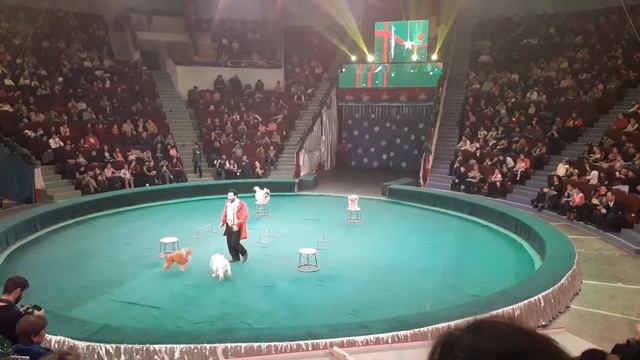 "Новогоднее Судоку"в Алматинском цирке. смотреть онлайн