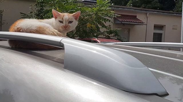 Рыжик смотреть онлайн