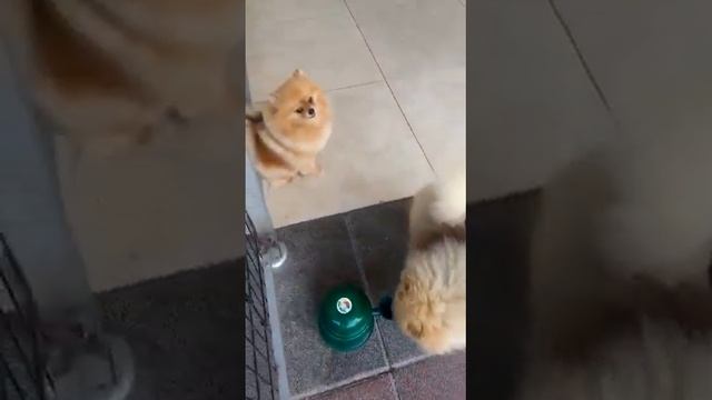 Забавные собаки породы шпиц смотреть онлайн