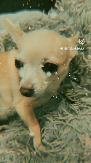 #собакадруг #домашнийзоопарк #ланочка #люблюживотных #питомец #чихуахуа #приколы #животные смотреть онлайн