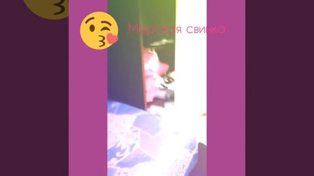 Моя морская свинка смотреть онлайн