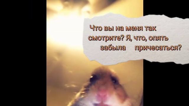 Приколы с хомячками. Часть 5. 🍩🐹😀 смотреть онлайн